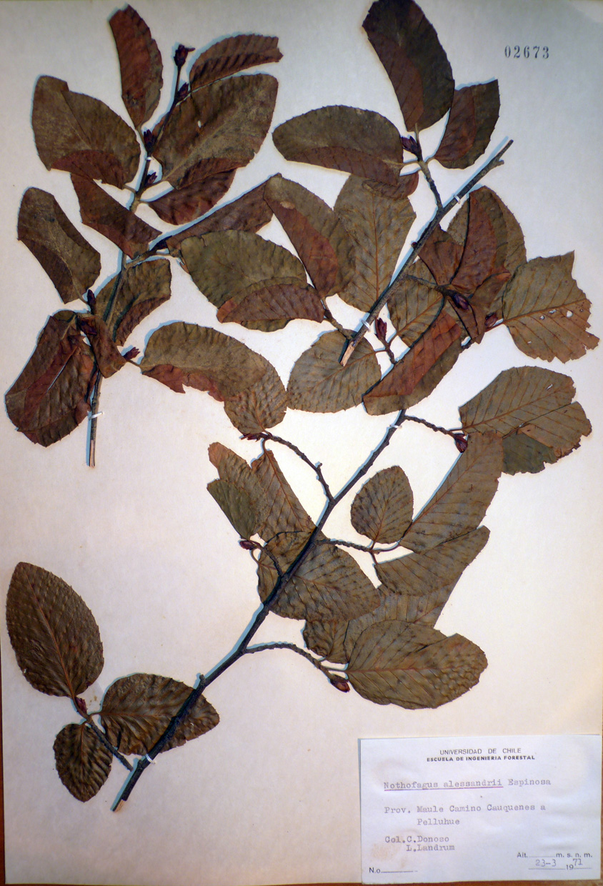 Nothofagus